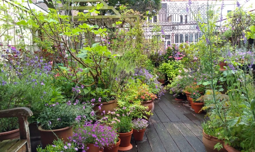 Den Haag – Prijs Groenst balkon naar daktuin Emmakade