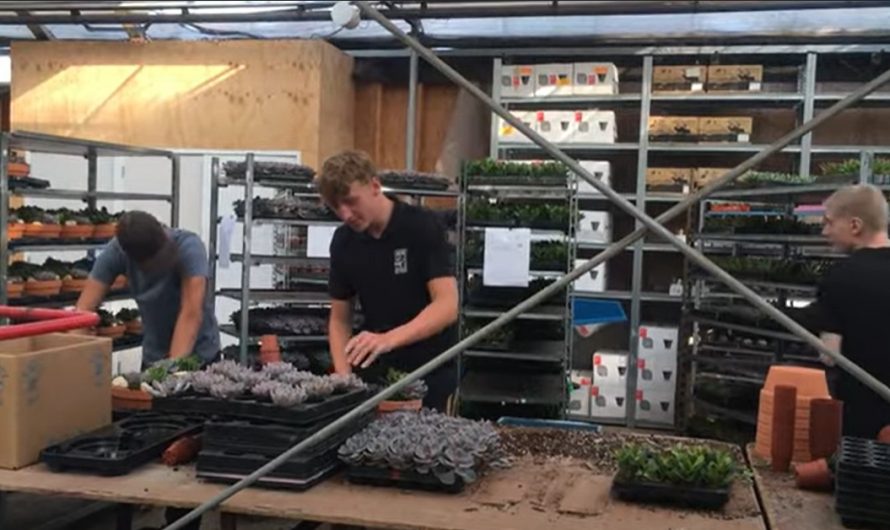 Haaglanden – Glastuinbouw Nederland roemt jongeren in de kassen