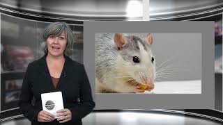 Regionieuws TV 3 aug  2021 – Haagse Molenwijk geteisterd door muizen