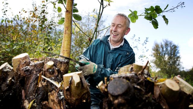 Maasland – Wilgen knotten, vrijwilligers gezocht