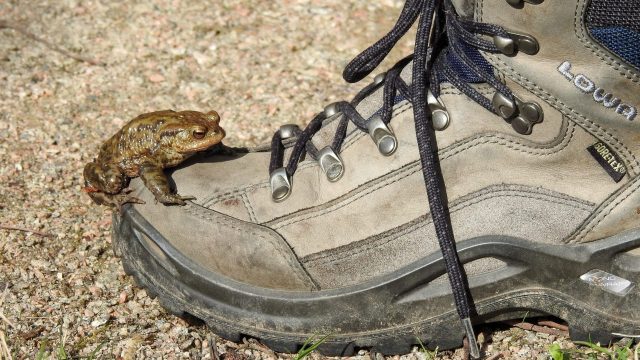 Haaglanden – De paddentrek is gestart in Delfland