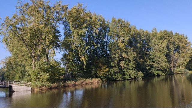 Maassluis – Stop de bomenkap aan de Kortebuurt