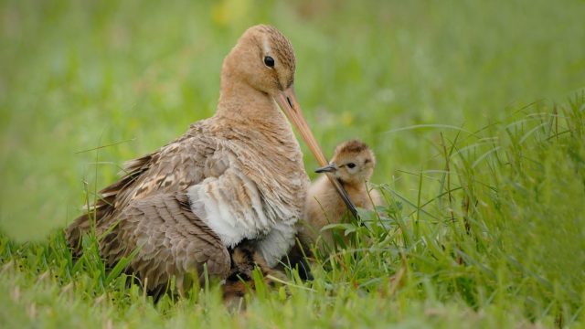 Zuid-Holland – Het broedseizoen gaat van start