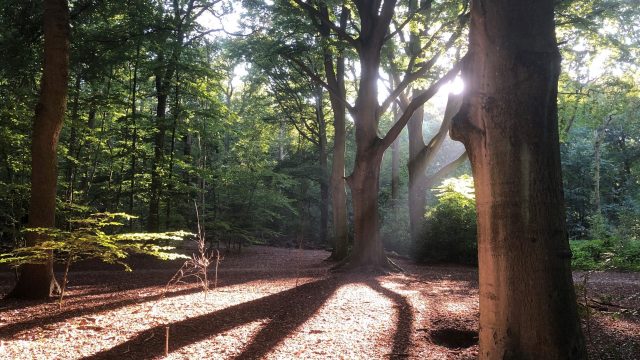 Wassenaar – Herstel landgoed Rust en Vreugd