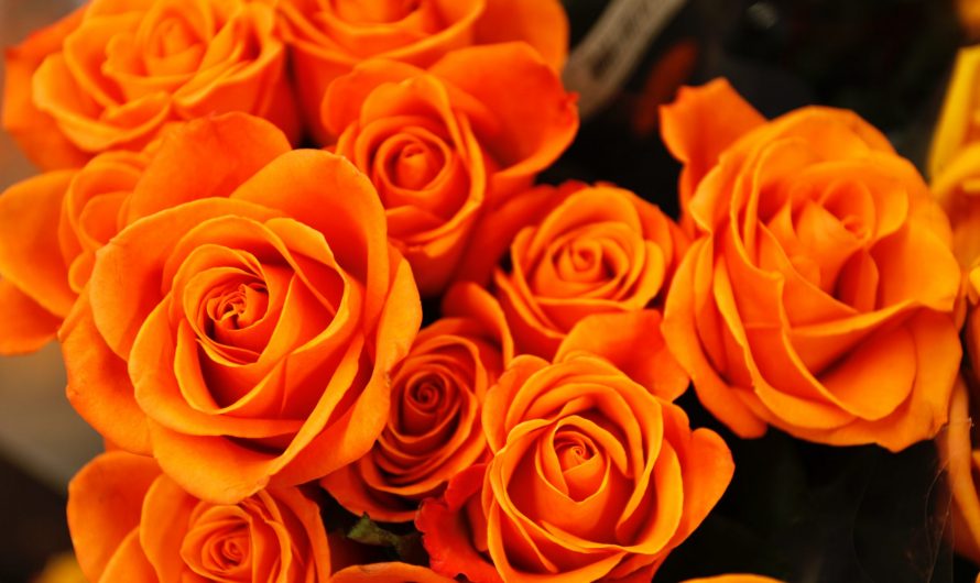Zuid-Holland – Bloemen favoriet op valentijnsdag