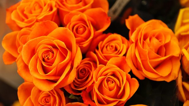 Zuid-Holland – Bloemen favoriet op valentijnsdag