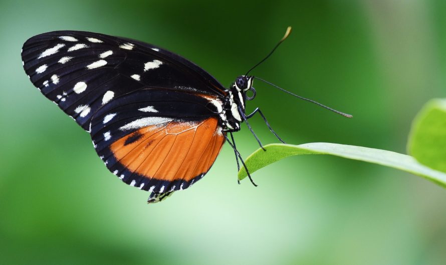 Westland – Meer vlinders in ‘s-Gravenzandse Vlindertuin