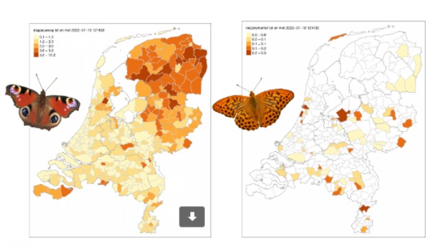 Zuid-Holland – 73.224 vlinders gezien bij vlindertelling