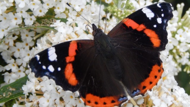 Haaglanden – Tuinvlindertelling van de vlinderstichting