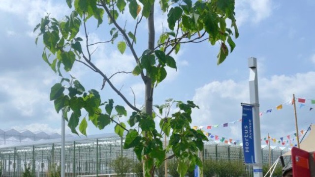 Zuid-Holland – Speciale boom voor taaislijmziekte geplant bij Floriade