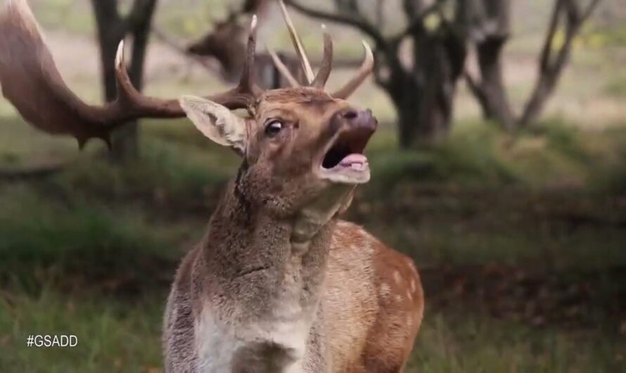 Regionieuws TV – ‘Groene stad achter de duinen’; natuurdocumentaire over Den Haag