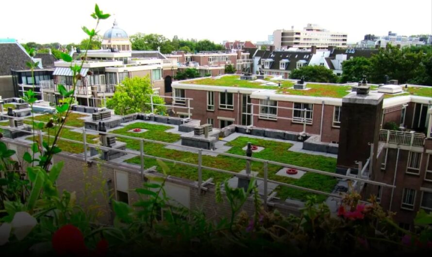 Wateroverlast in Den Haag voorkomen: Subsidie voor regenton of groen dak uitgebreid