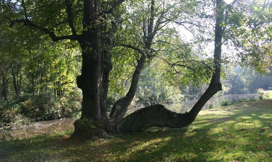 Den Haag geeft vijf bomen ‘veterane status’ om ze eeuwig te behouden