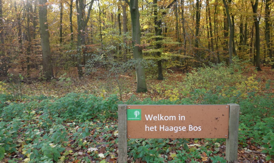 Boswachters werken aan toekomstbestendig Haagse Bos