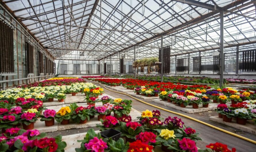 Sierteelt waarschuwt voor btw-verhoging